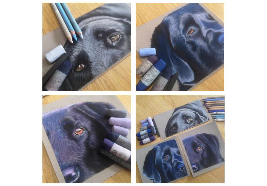 Three black Labrador fur studies in soft pastel showing grey, purple and blue highlights.